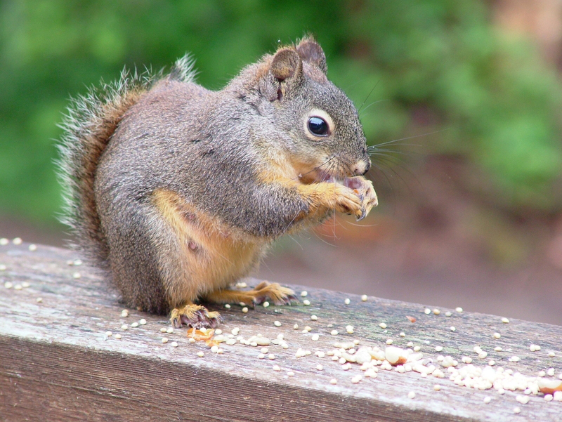 squirrel chewing seeds making chewing noises in Kaw Valley homes
