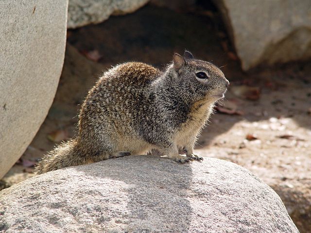 ground squirrel in Junction City, KS