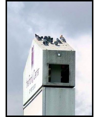 Pigeons on Business Roof