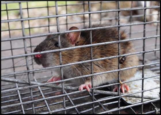 Norway Rat removal in Kaw Valley