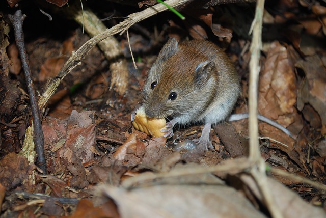 Mouse problems in Kaw Valley