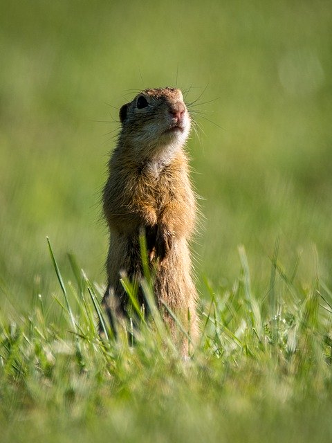 Gopher in Kaw Valley Yard