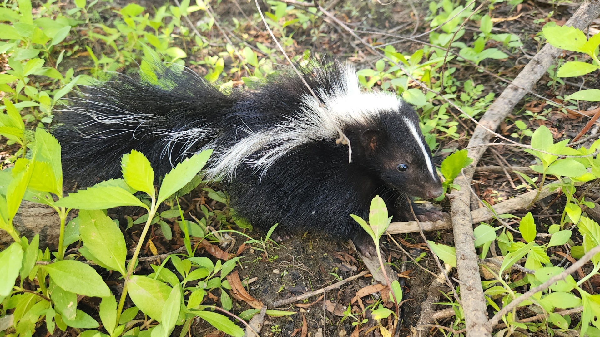 Skunk in Grass