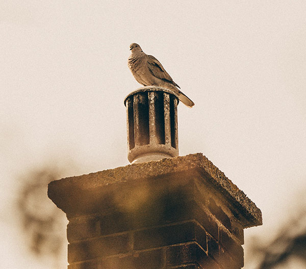 bird that makes high-pitched chirping in the house perched on chimney